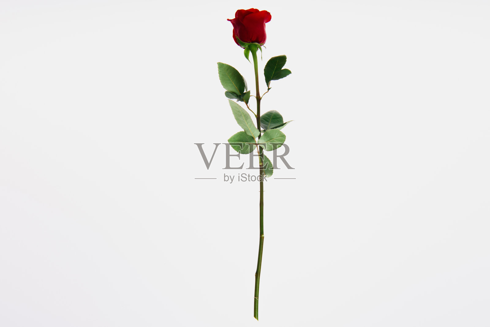 美丽的盛开的红玫瑰花孤立在白色照片摄影图片