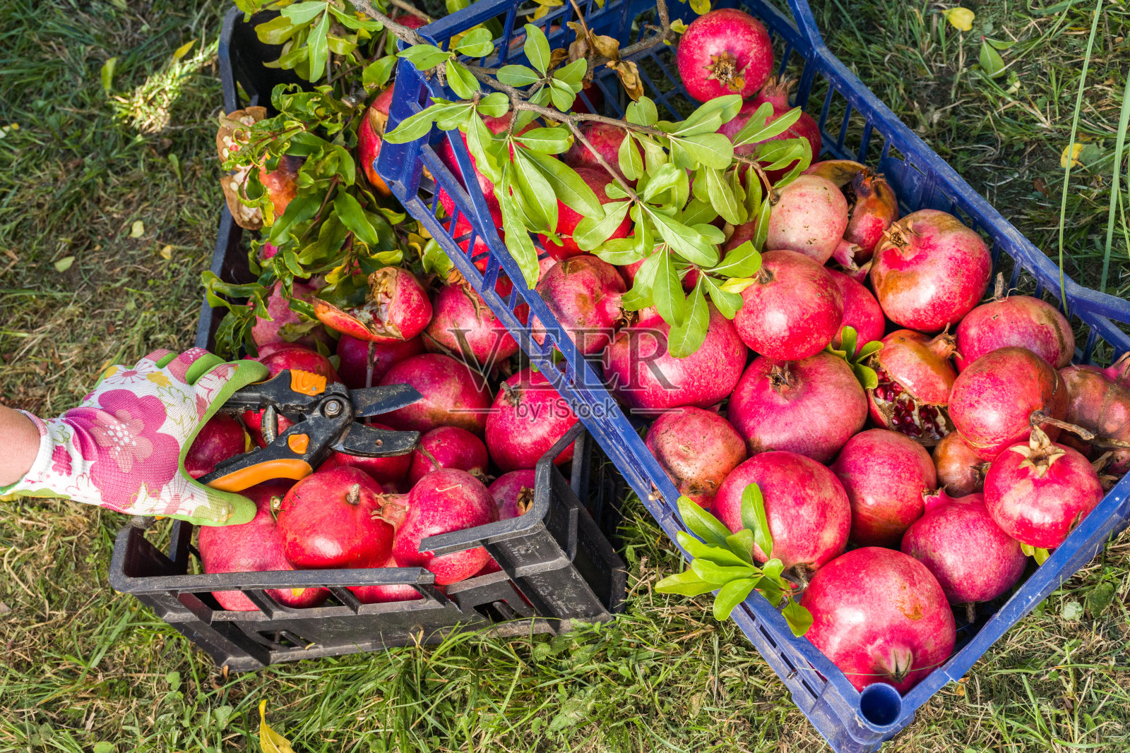从树上采摘自家种植的石榴照片摄影图片