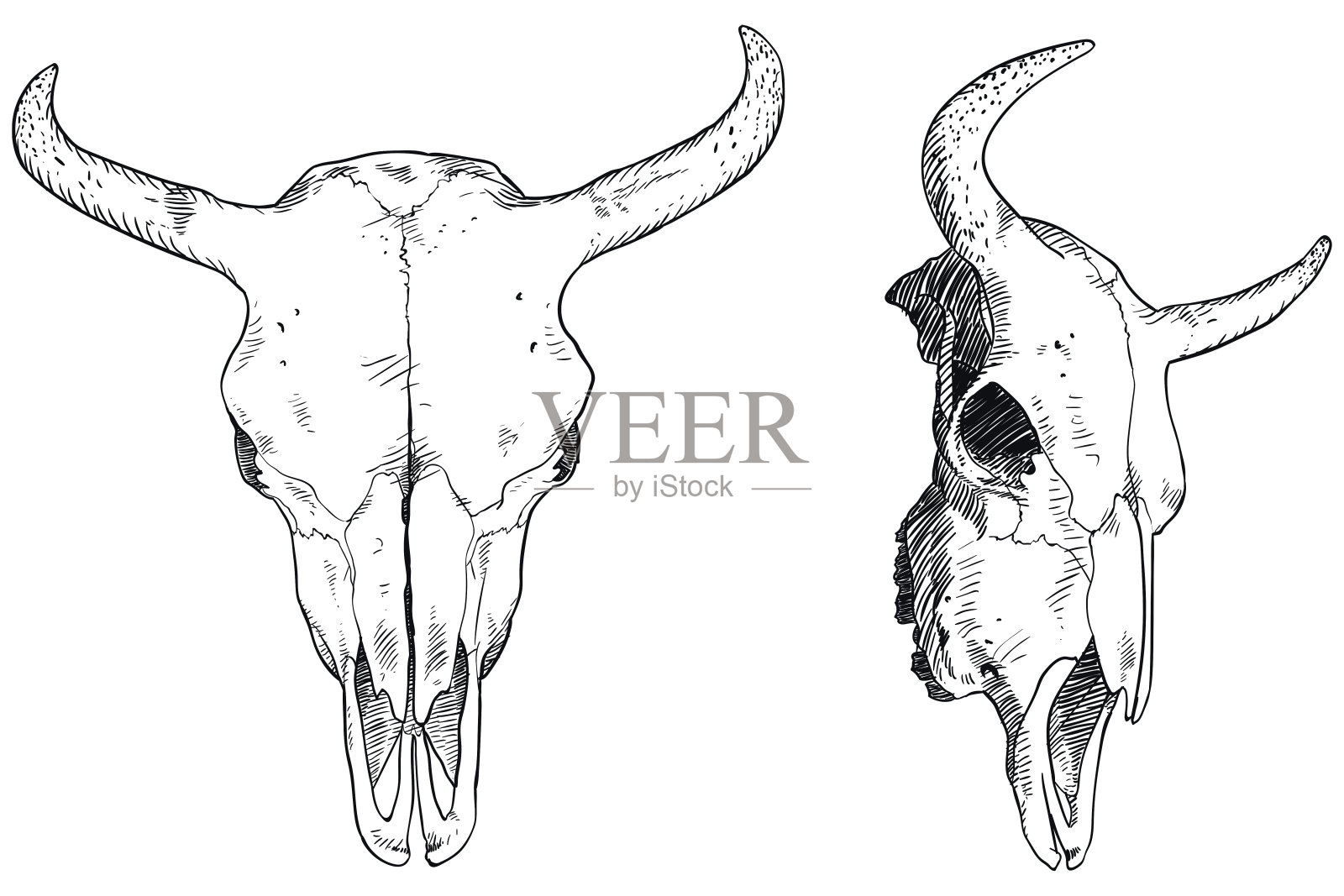 头骨画插画图片素材