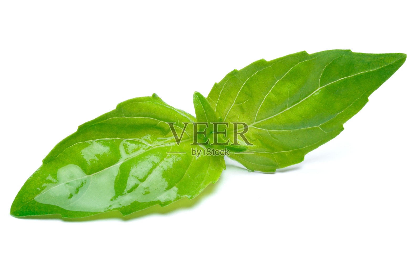 工作室拍摄的新鲜的绿色罗勒香草叶子在白色的背景。剪切路径照片摄影图片