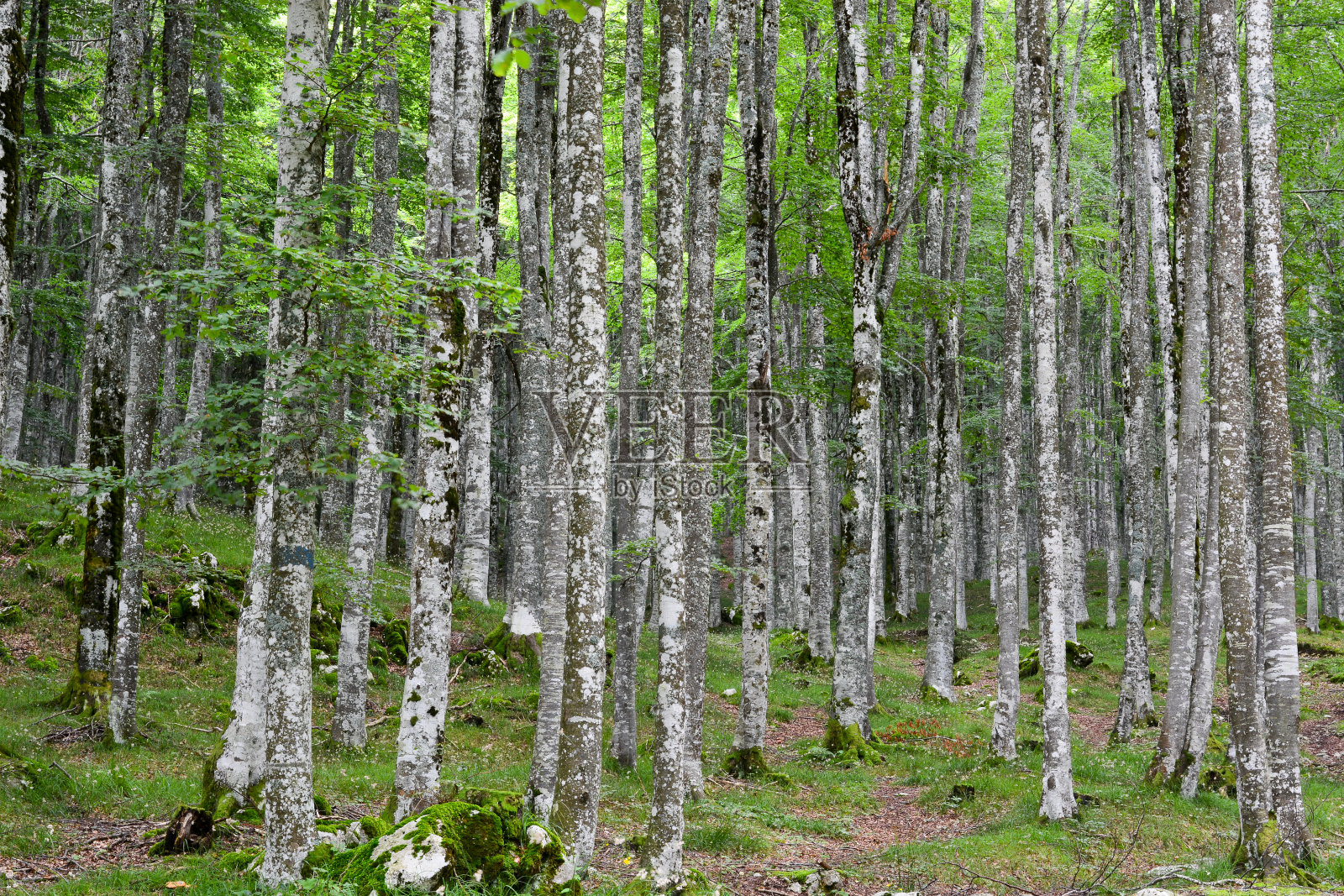 春天的森林奇观照片摄影图片