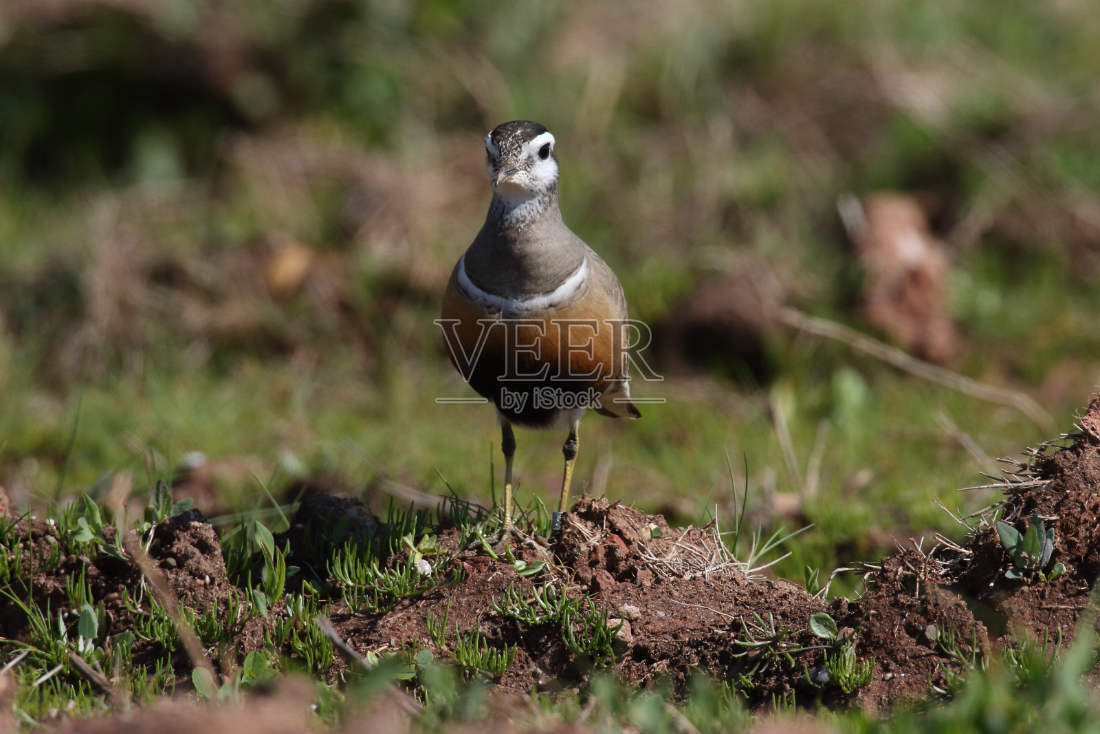 欧亚斑马鱼，德国黑戈兰照片摄影图片