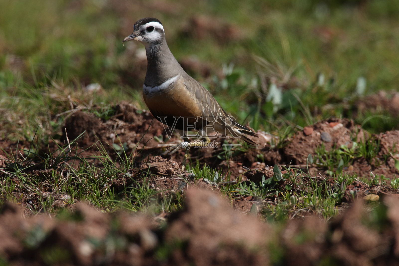 欧亚斑马鱼，德国黑戈兰照片摄影图片