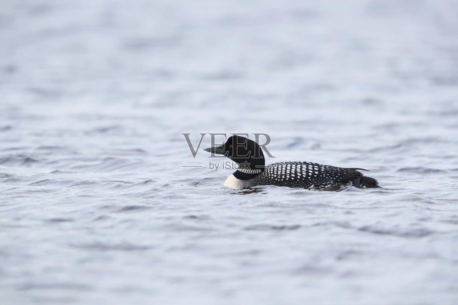 常见的笨蛋,冰岛照片摄影图片