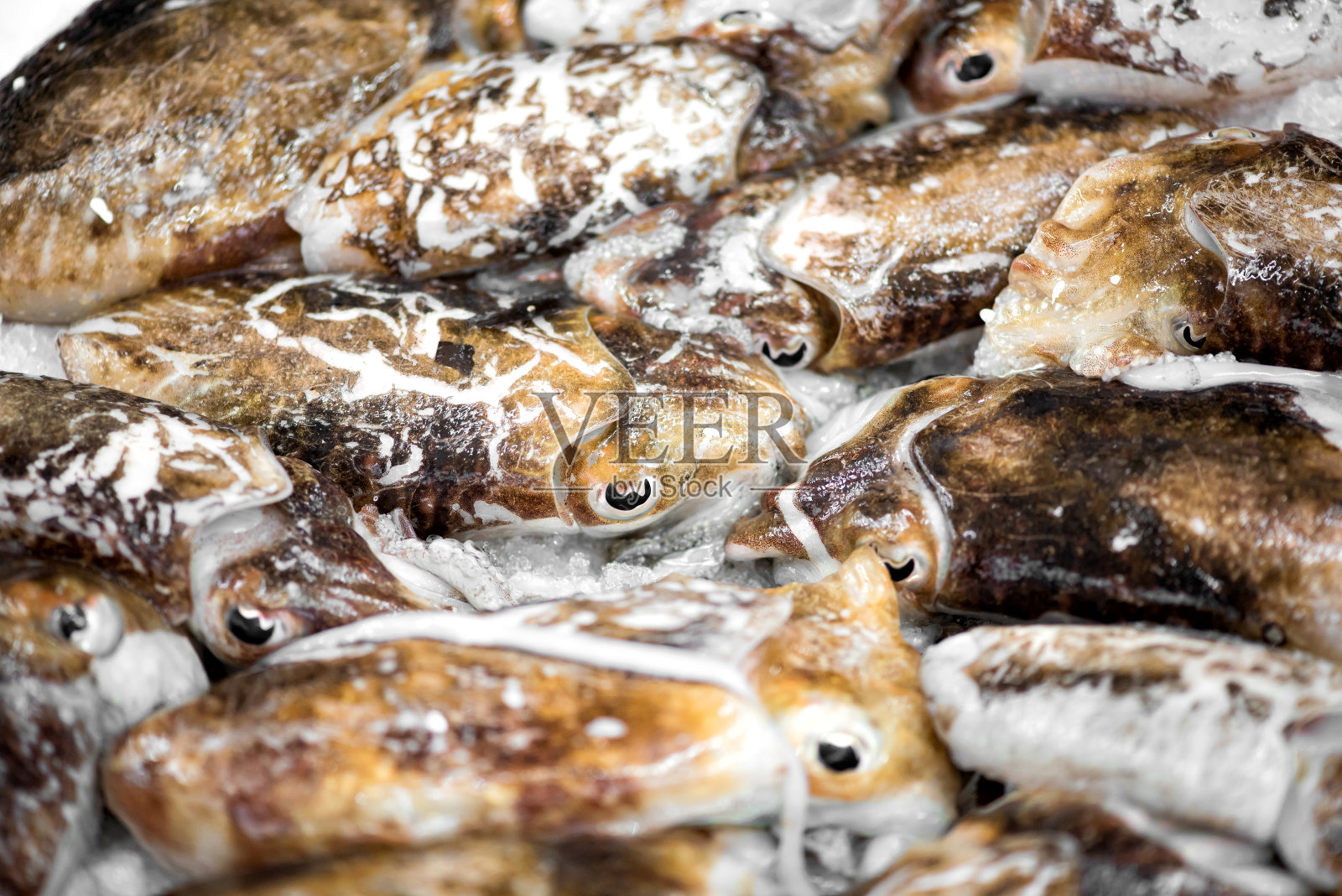 近距离观察黑色墨鱼照片摄影图片