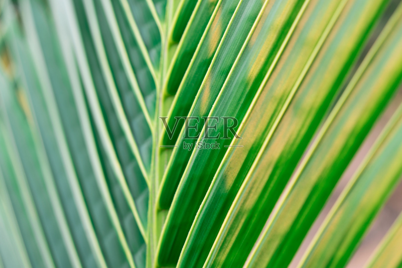 特写绿叶自然为背景。绿色树叶的创意照片摄影图片