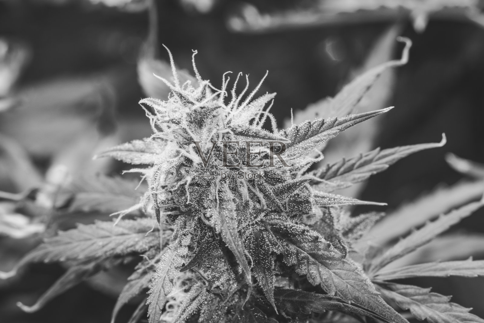 医用大麻种植在人造LED灯下照明人工。一种长在黑色和白色下面的大大麻花蕾照片摄影图片