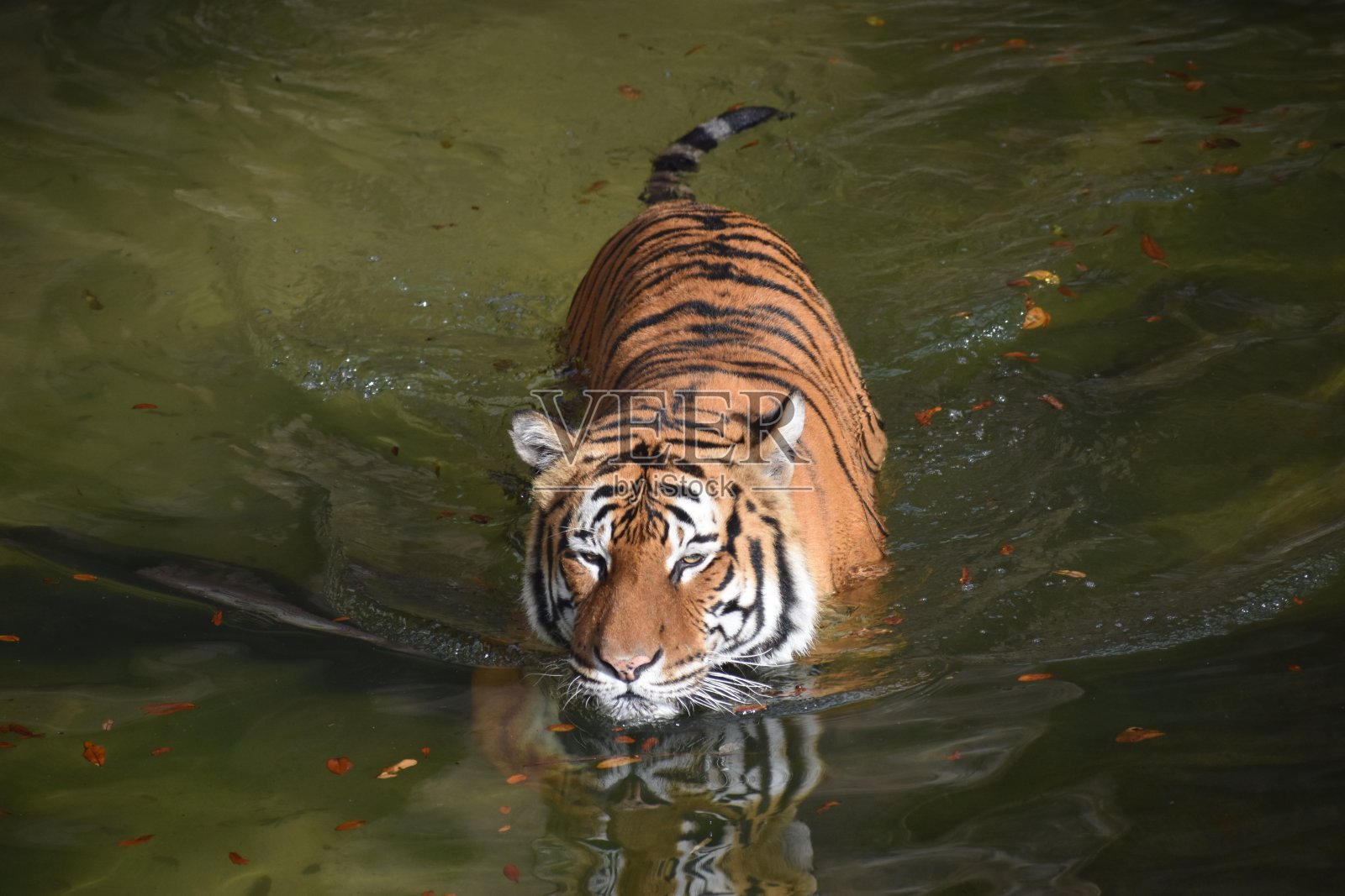马来亚虎照片摄影图片