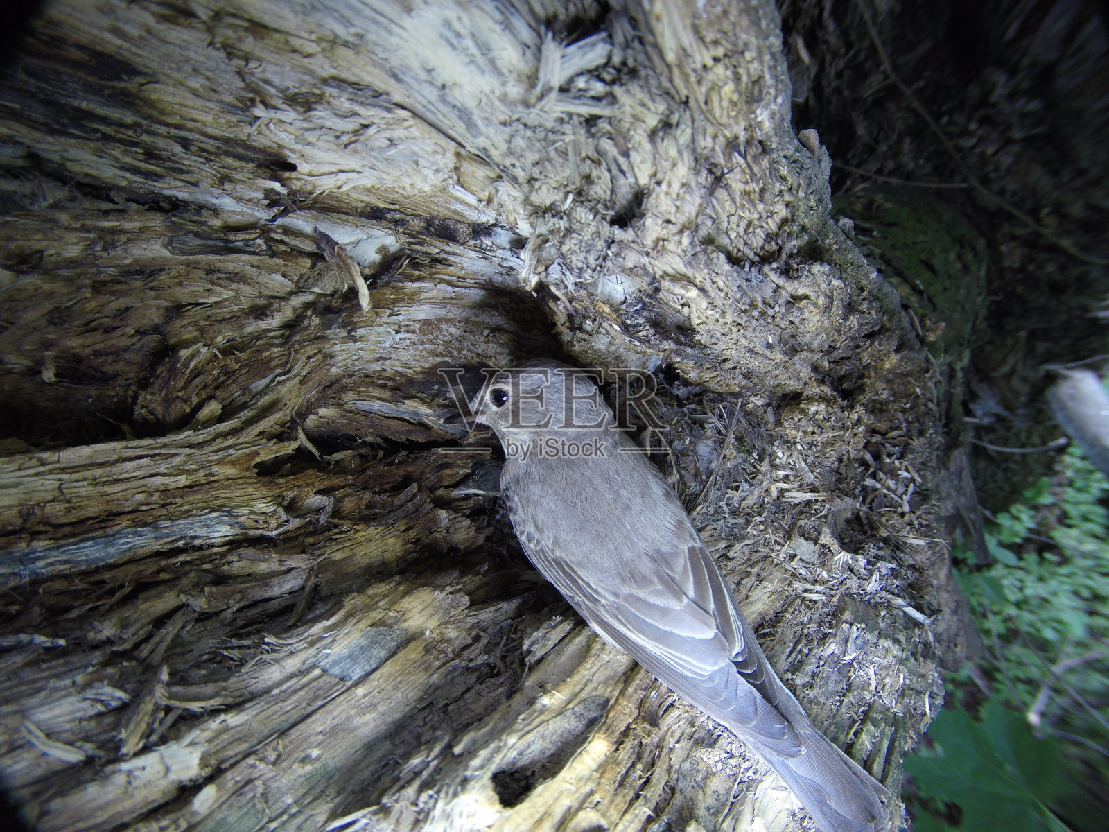 飞行捕手(条纹肌肉)照片摄影图片