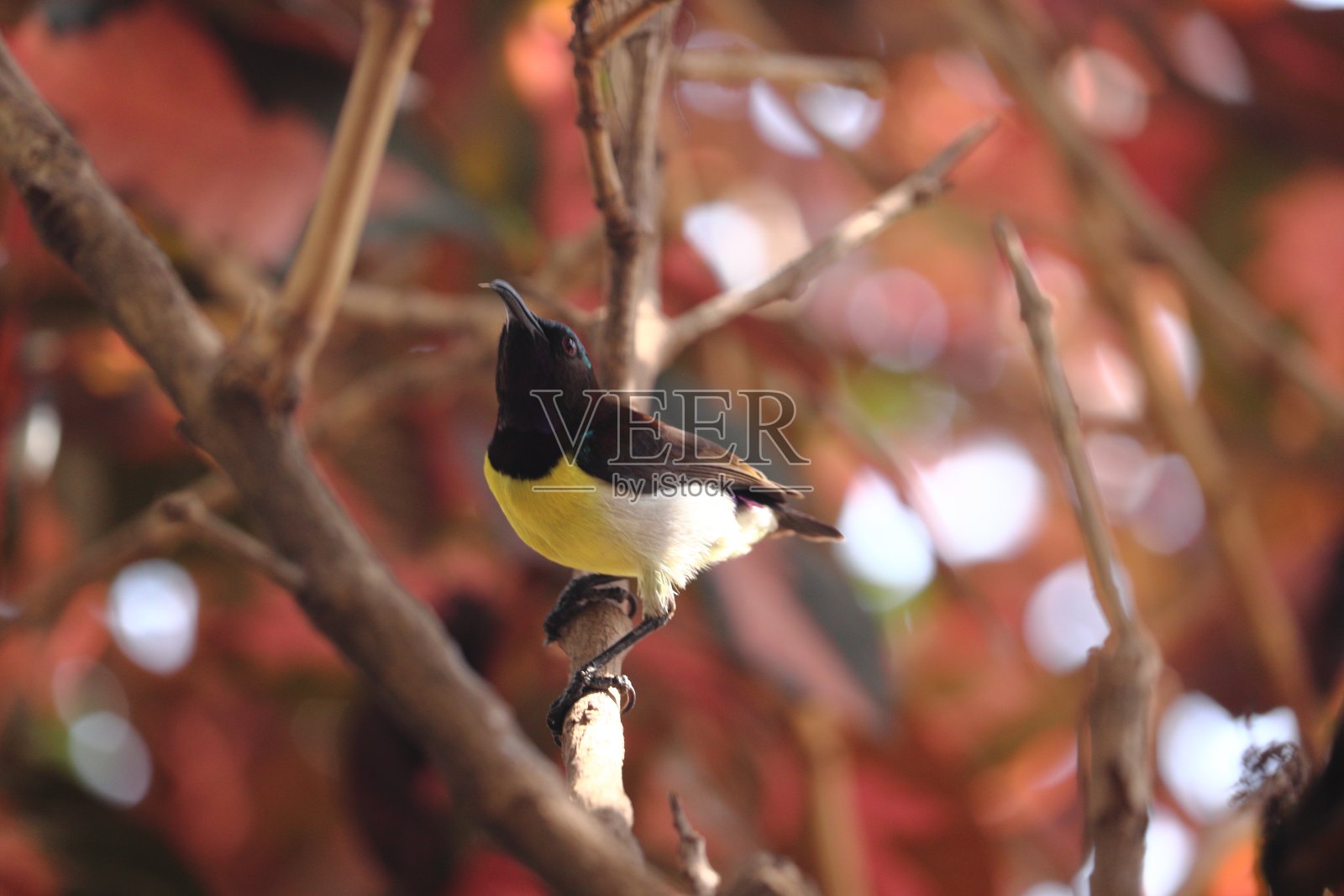 黄色缝叶莺照片摄影图片