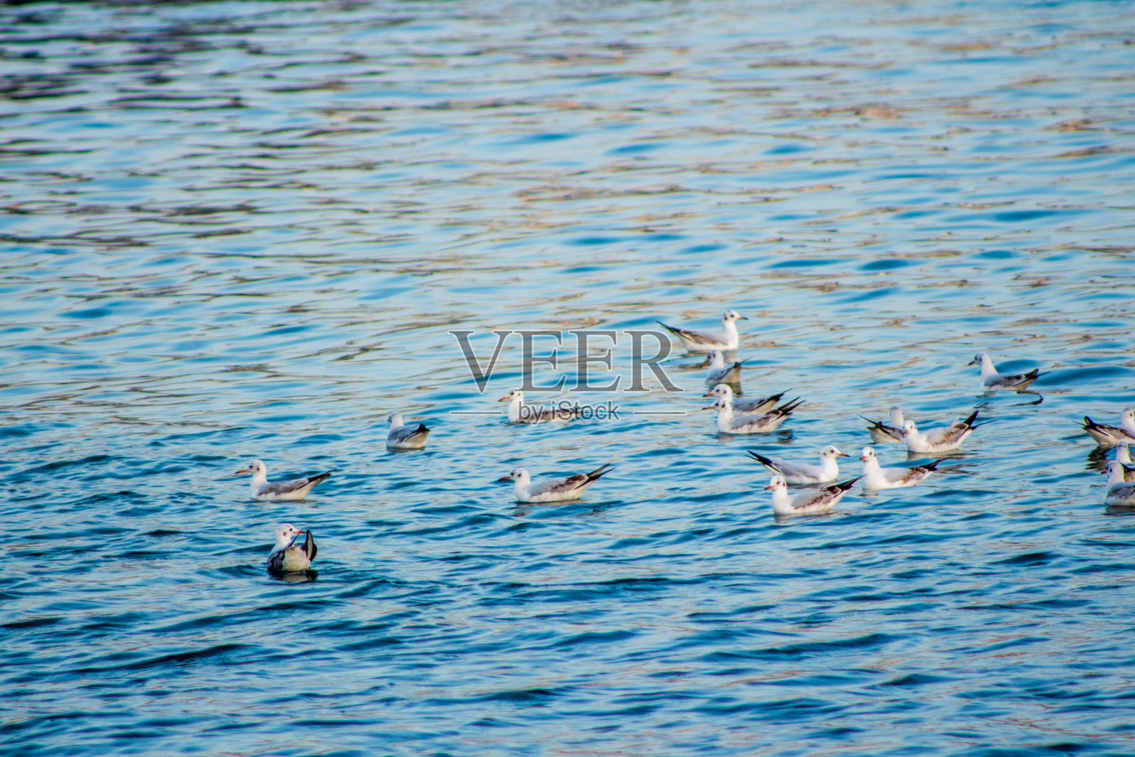 以不同背景为衬托，更显趣味的海鸥吃鱼图（亚洲本土鸟类）照片摄影图片