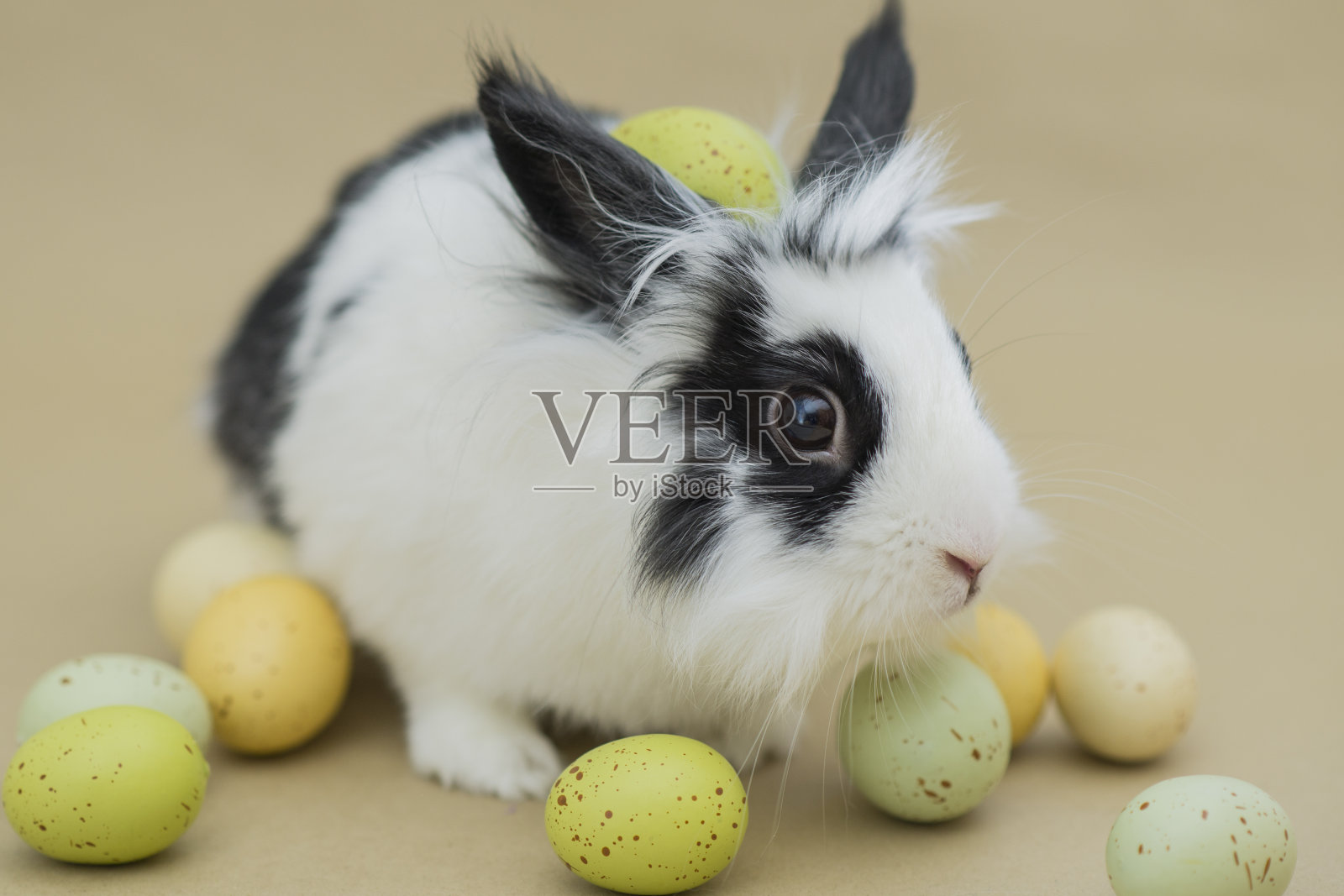 可爱的复活节兔子照片摄影图片