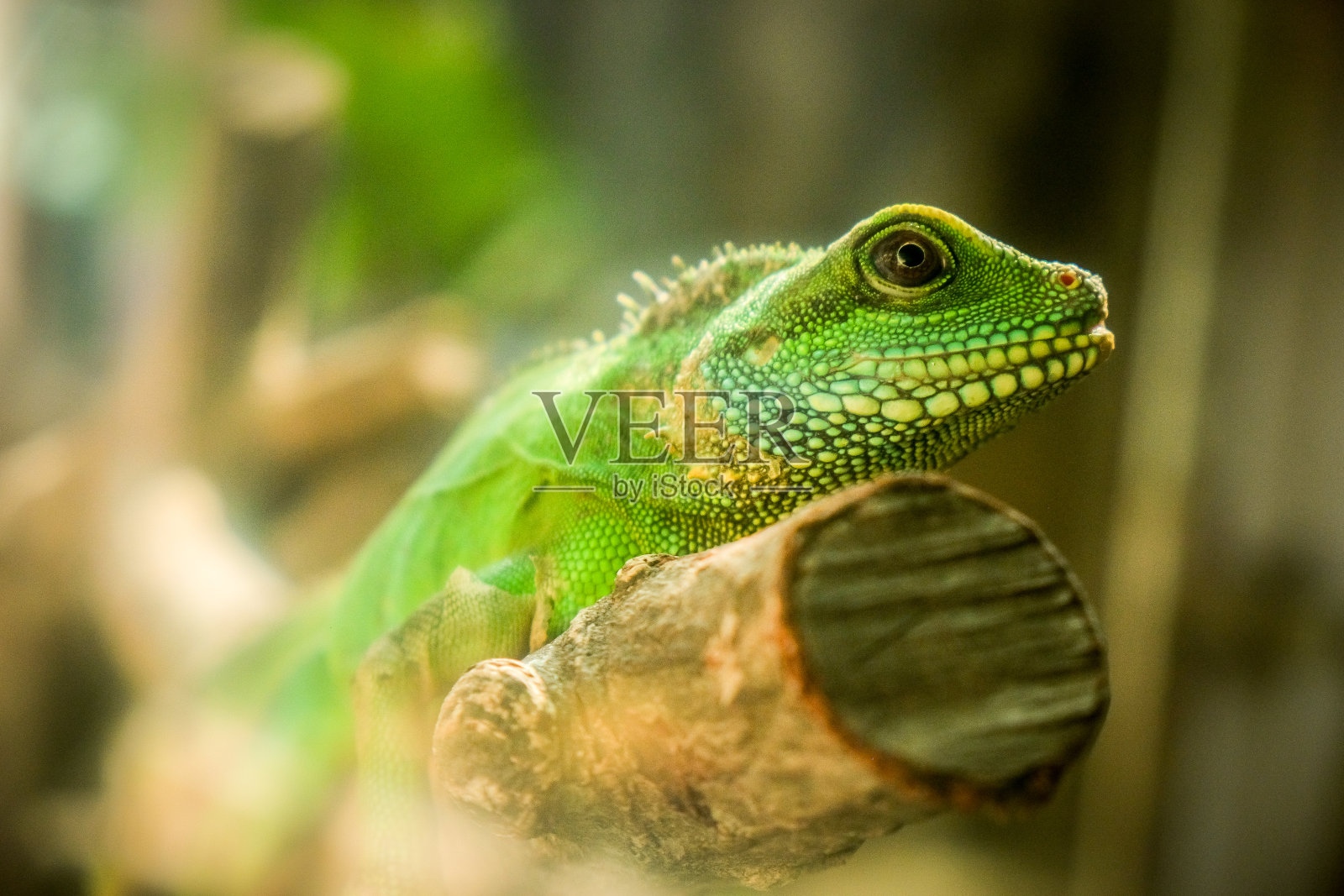 特写镜头绿鬣蜥照片摄影图片