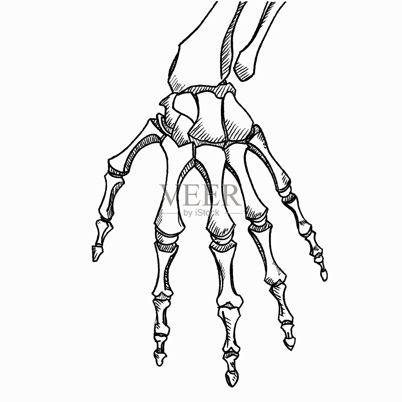 骨架的手向量。草图与手骨孤立在白色背景插画图片素材