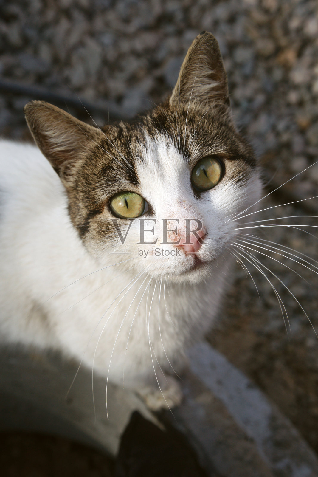 孤独的流浪猫照片摄影图片