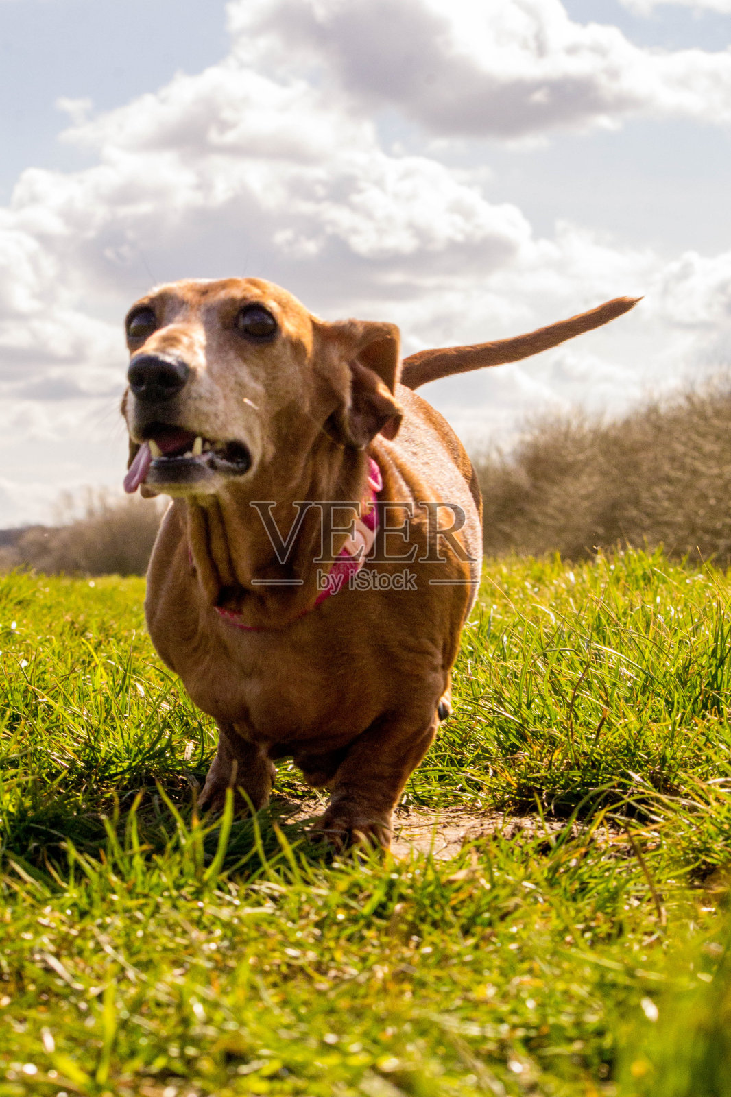 迷你光滑毛腊肠犬照片摄影图片