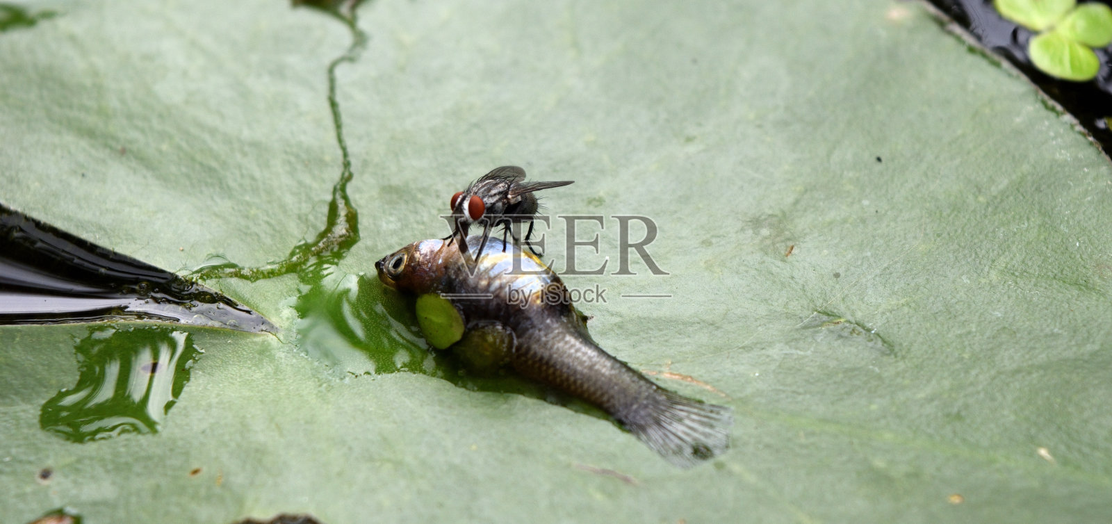 苍蝇吃死鱼照片摄影图片