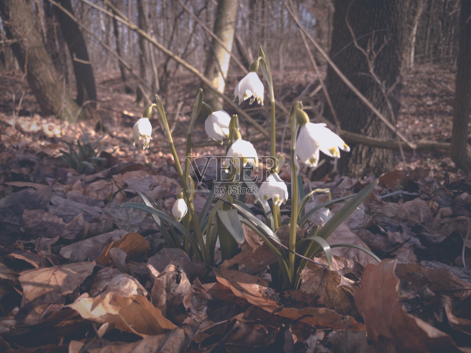 初春森林里的雪花莲照片摄影图片