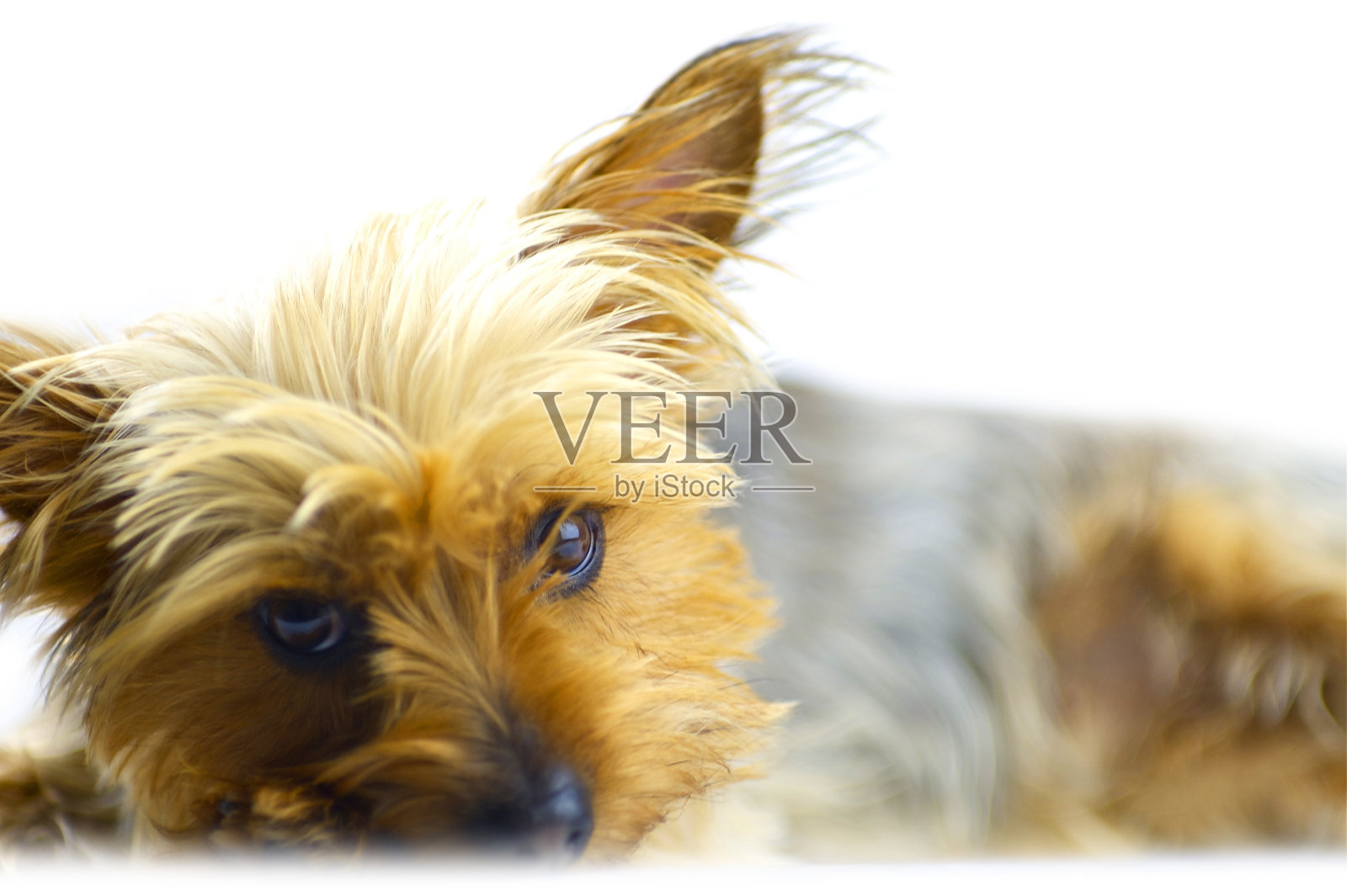 被白色隔离的狗照片摄影图片