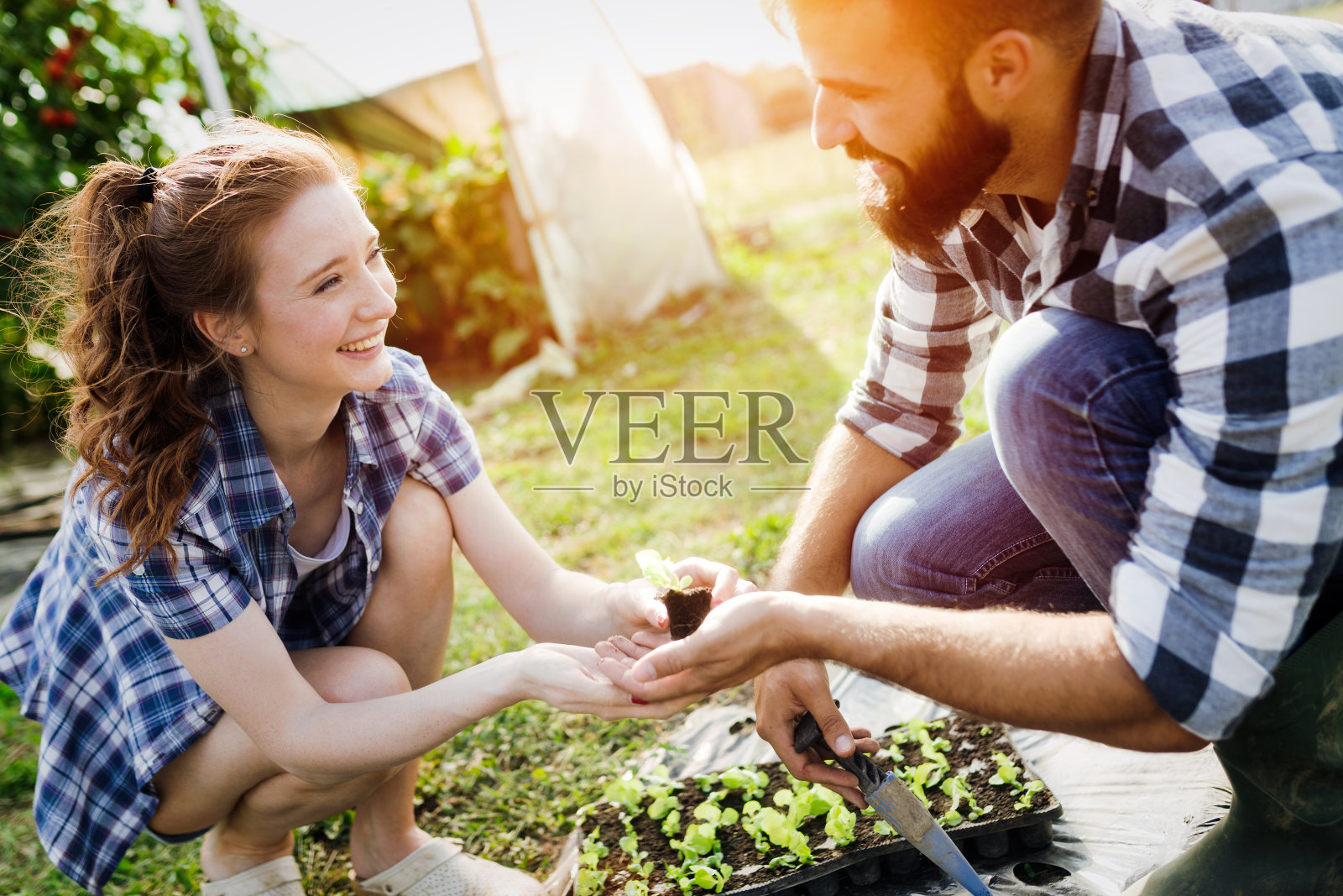 两个人在温室里工作。照片摄影图片