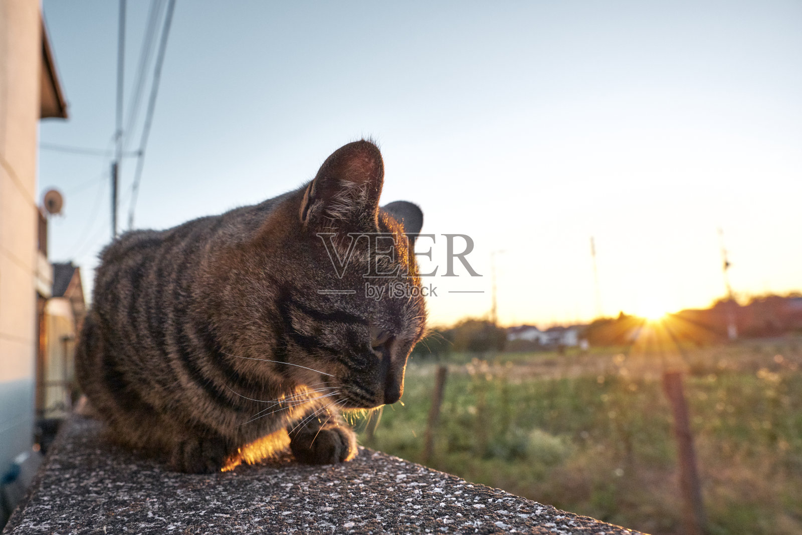 户外日本猫照片摄影图片