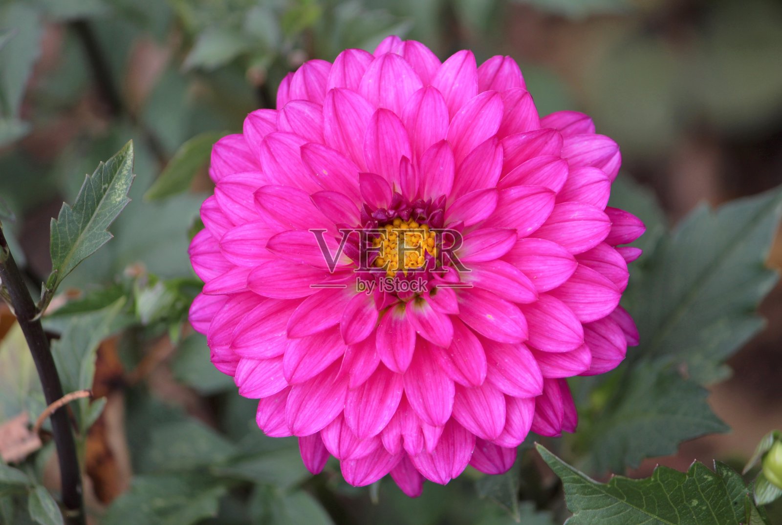 粉红色的花照片摄影图片