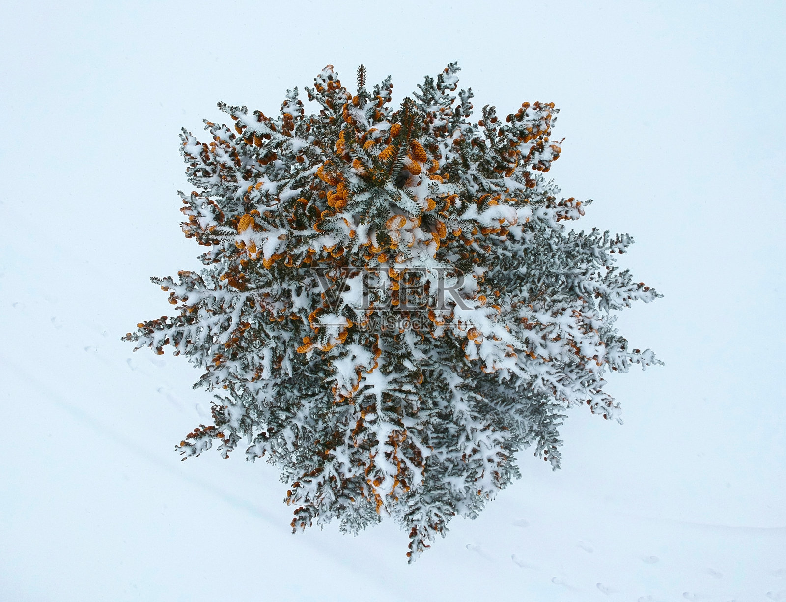顶视图的绿色冷杉自然树与松果覆盖在雪。松树顶部空中近距离观察。照片摄影图片