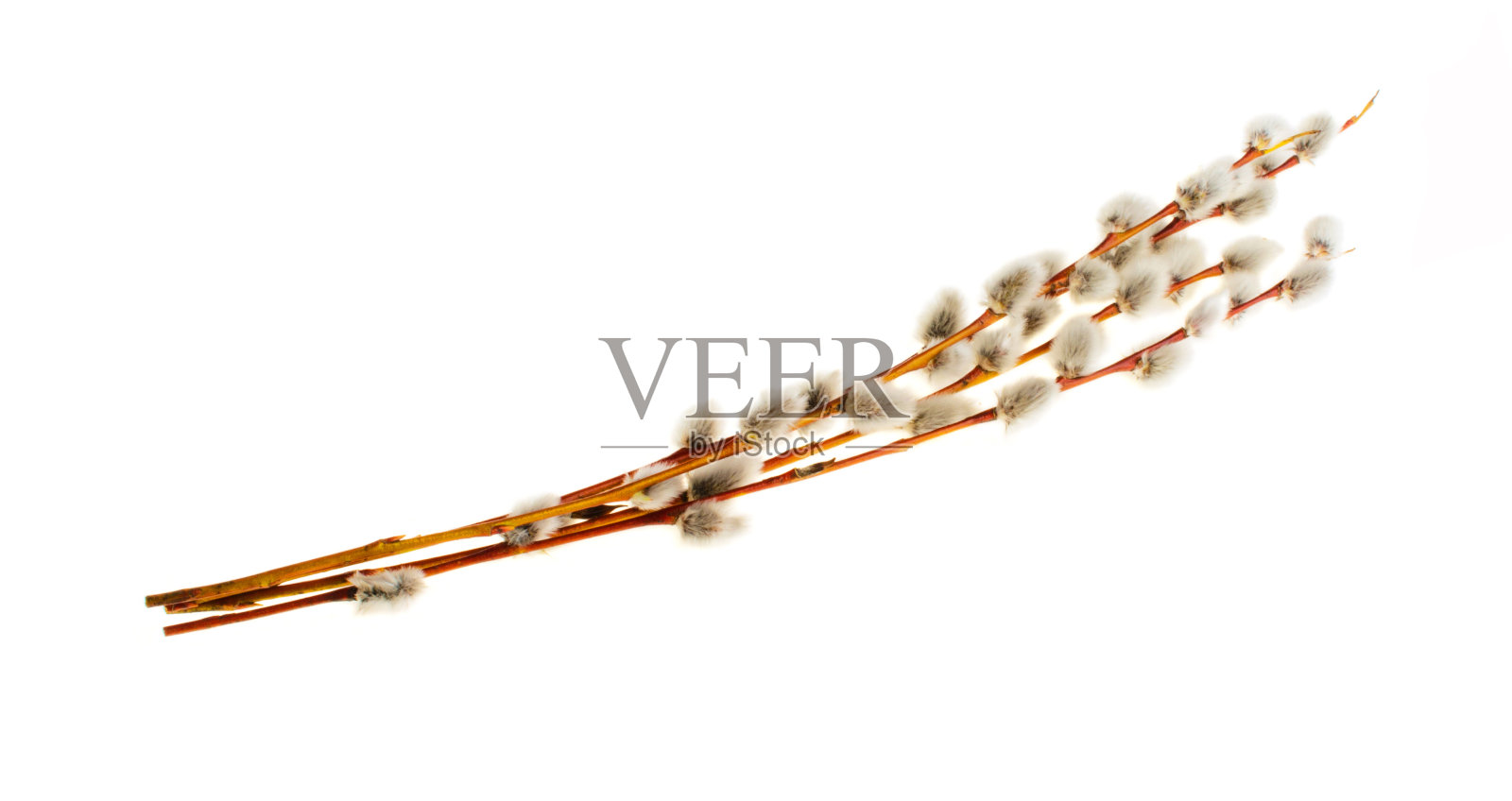 白底上的柳枝照片摄影图片