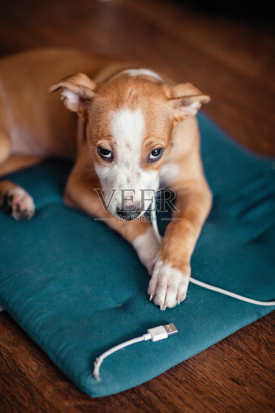 狗咬USB线照片摄影图片