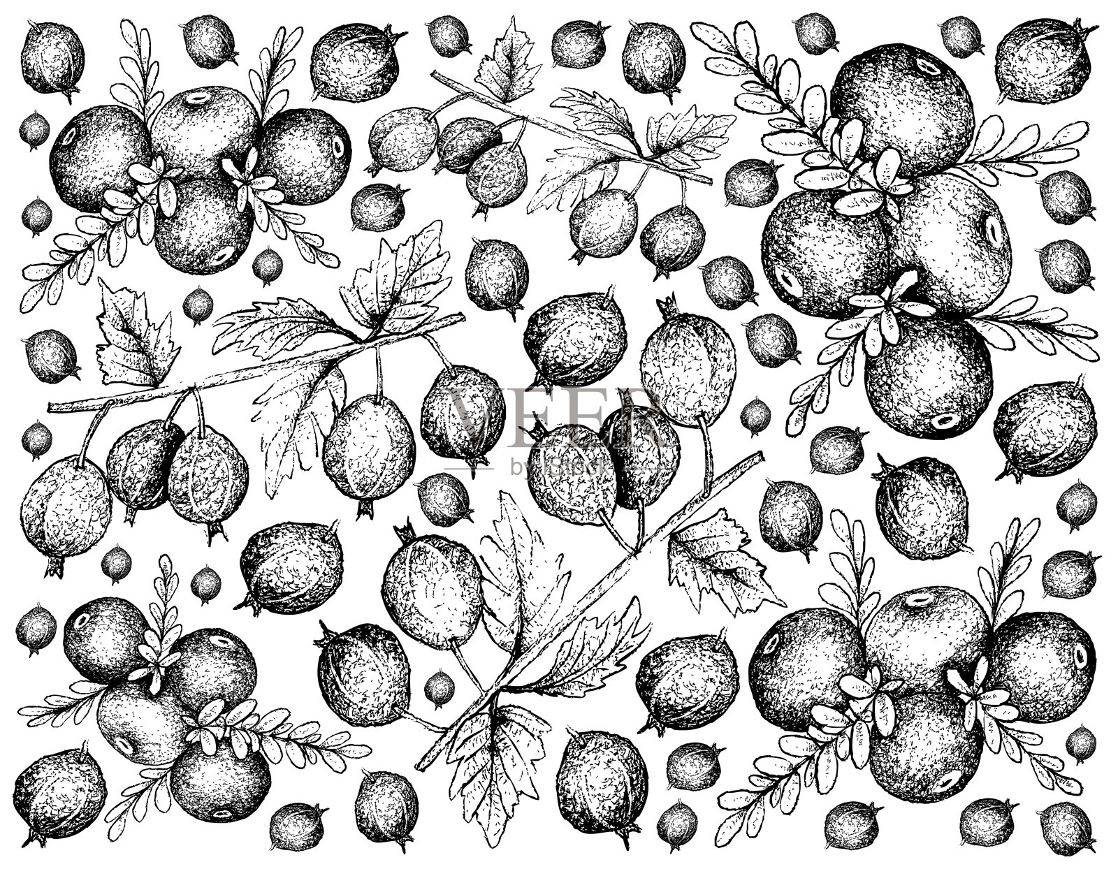 手绘的黑天鹅绒醋栗和黑越橘插画图片素材