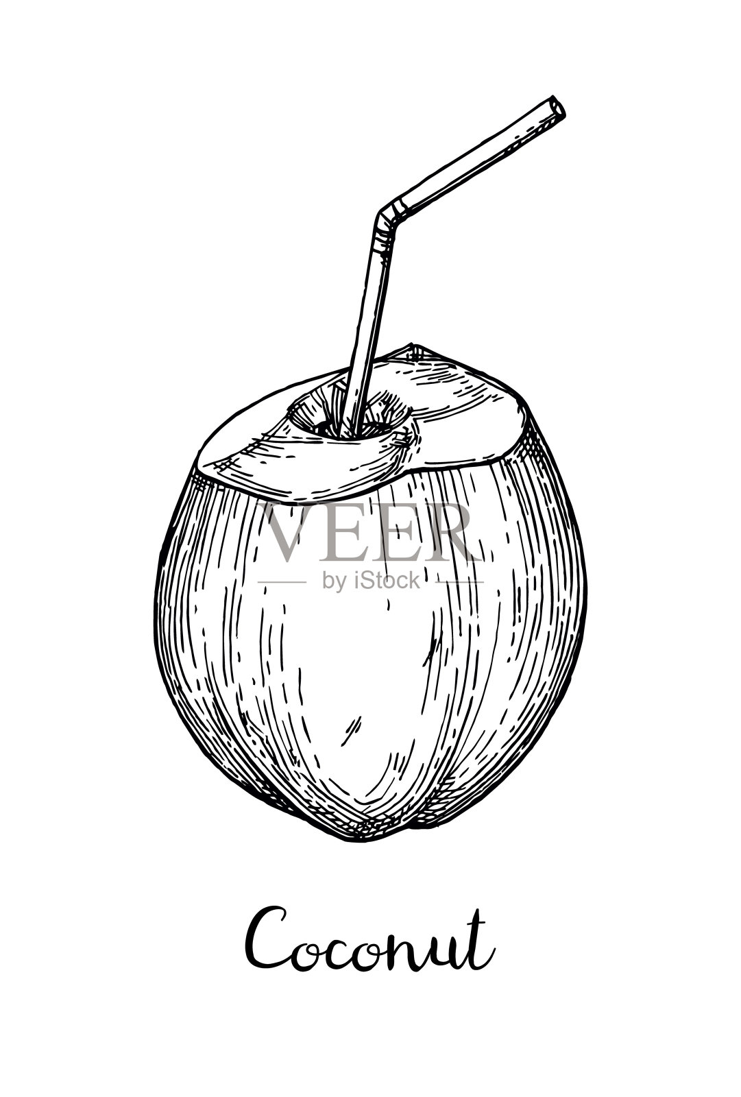 青嫩椰子的水墨素描。插画图片素材