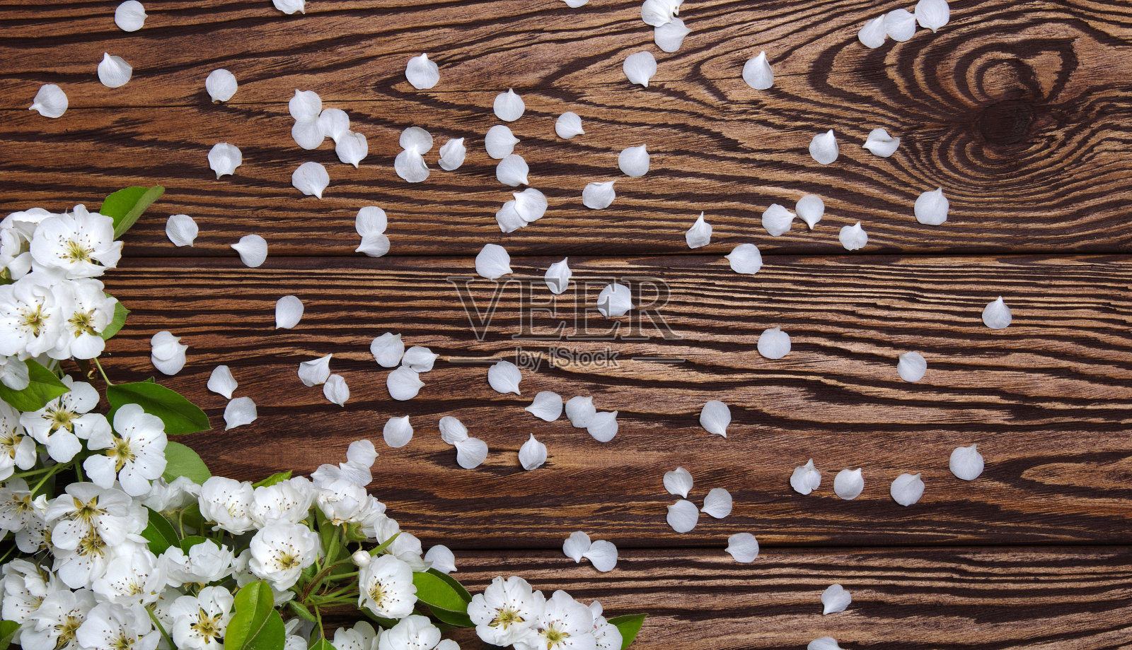 木上春花照片摄影图片