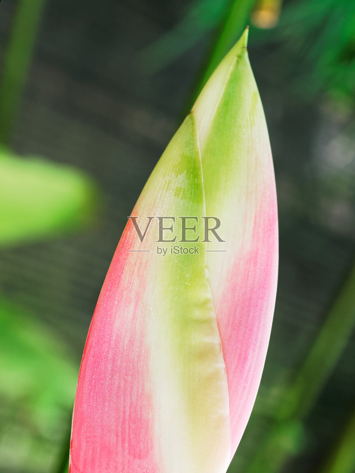 红火炬姜花的花蕾，从底部到顶部重叠，表现出自然的质感和抽象化照片摄影图片