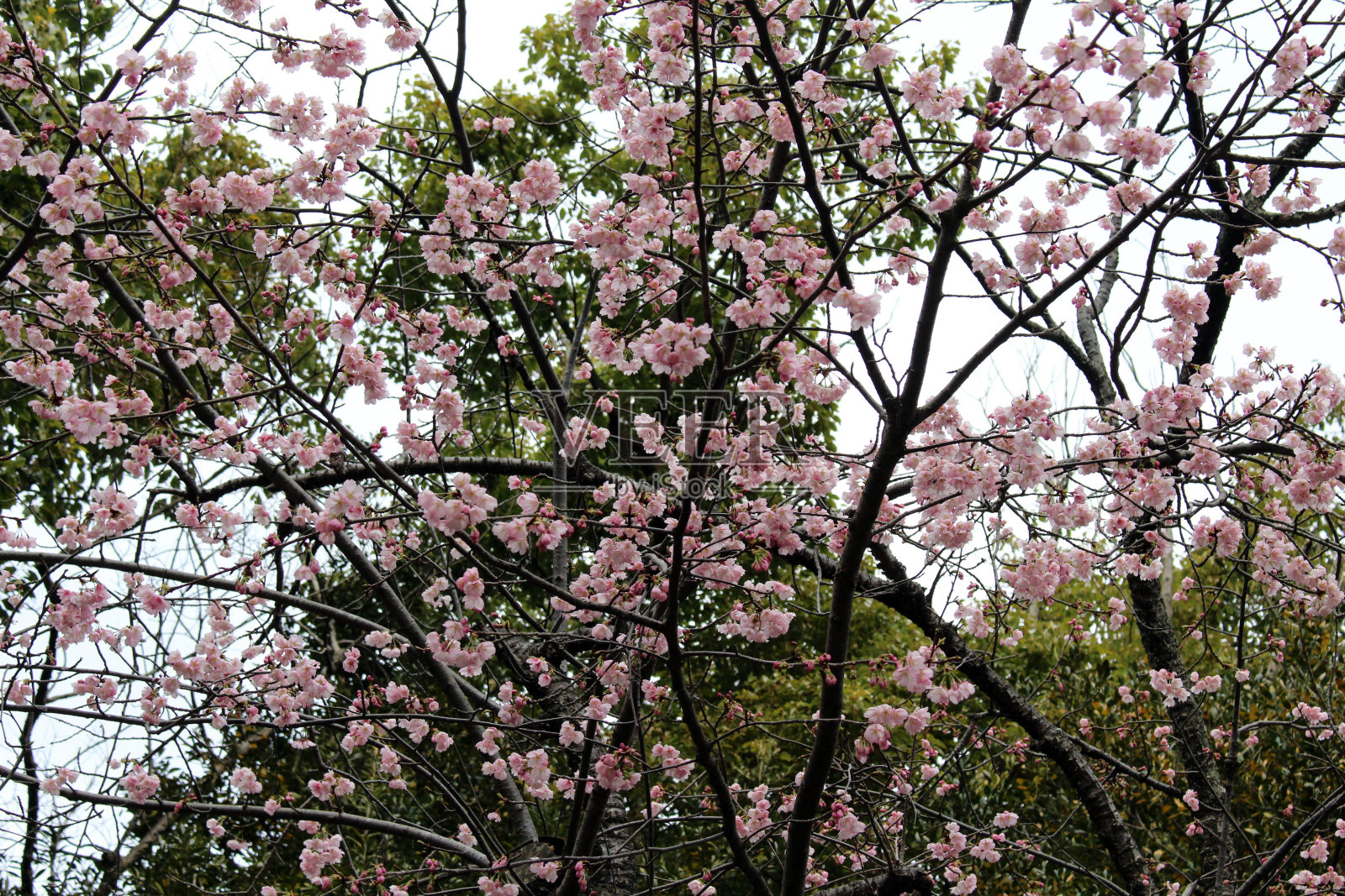 樱花的花朵照片摄影图片