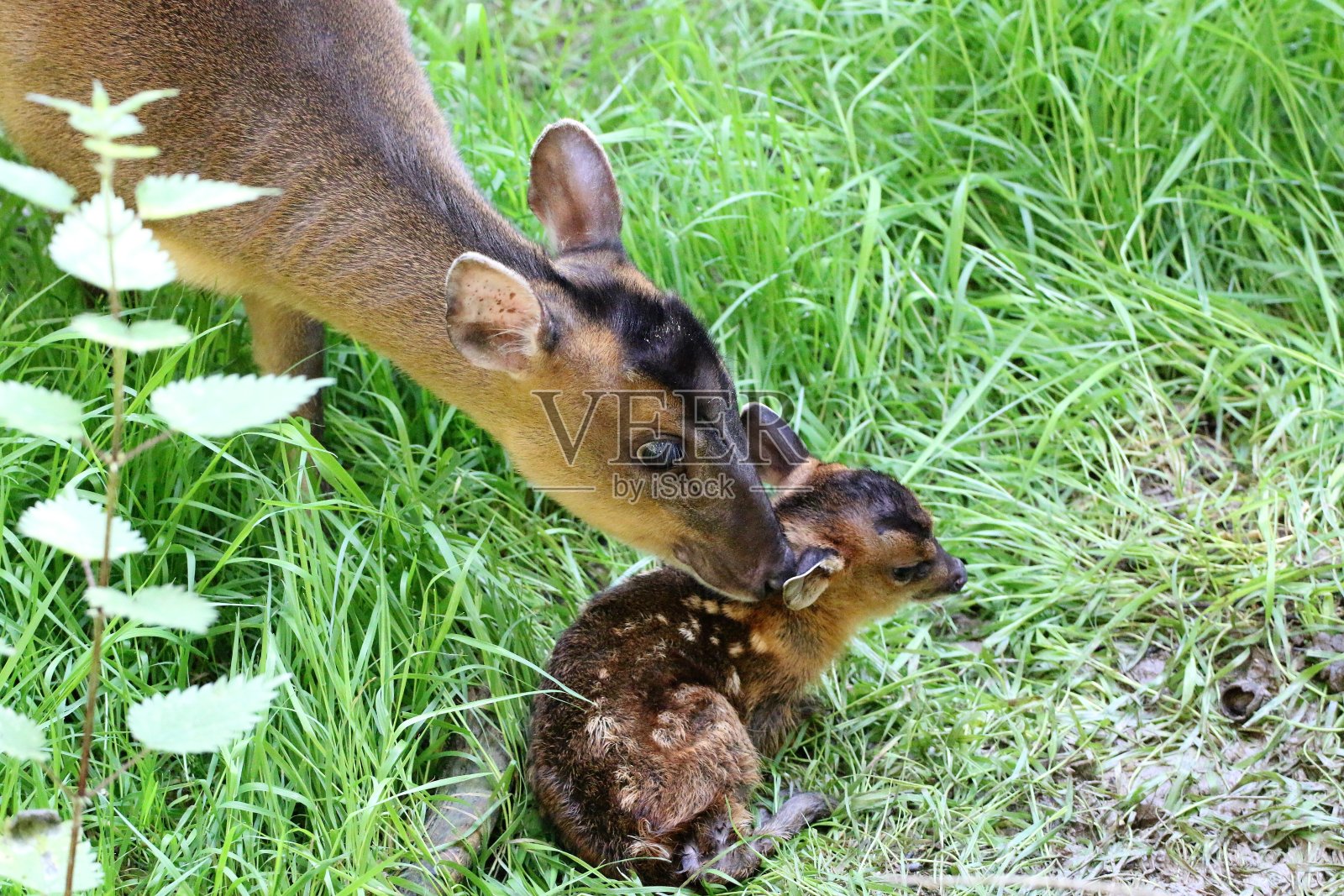 新出生的照片摄影图片