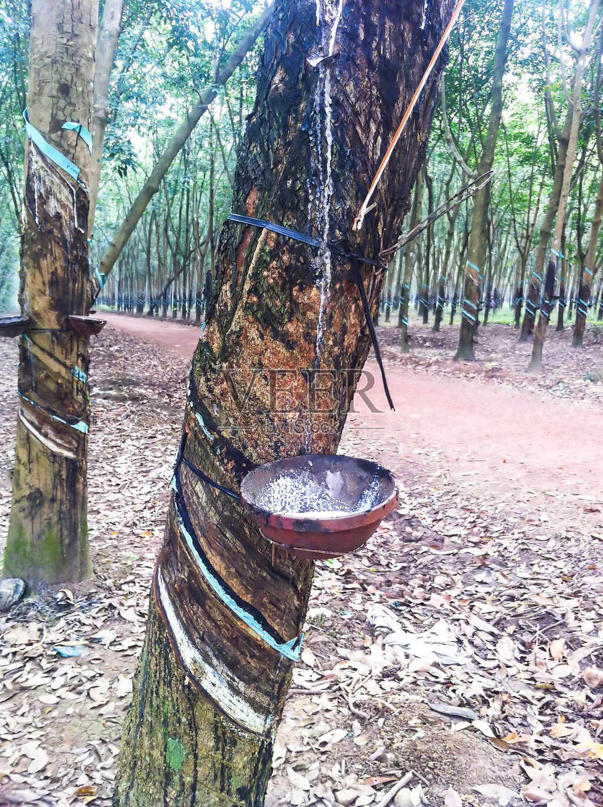 从橡胶树中提取乳胶到越南南部的一个花盆中照片摄影图片