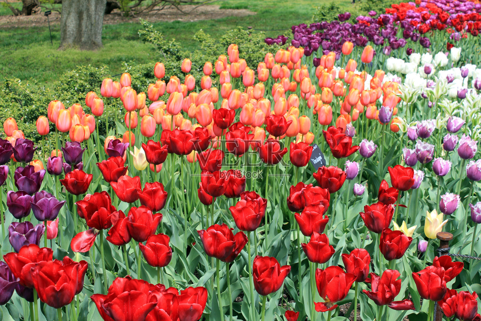 春暖花开照片摄影图片