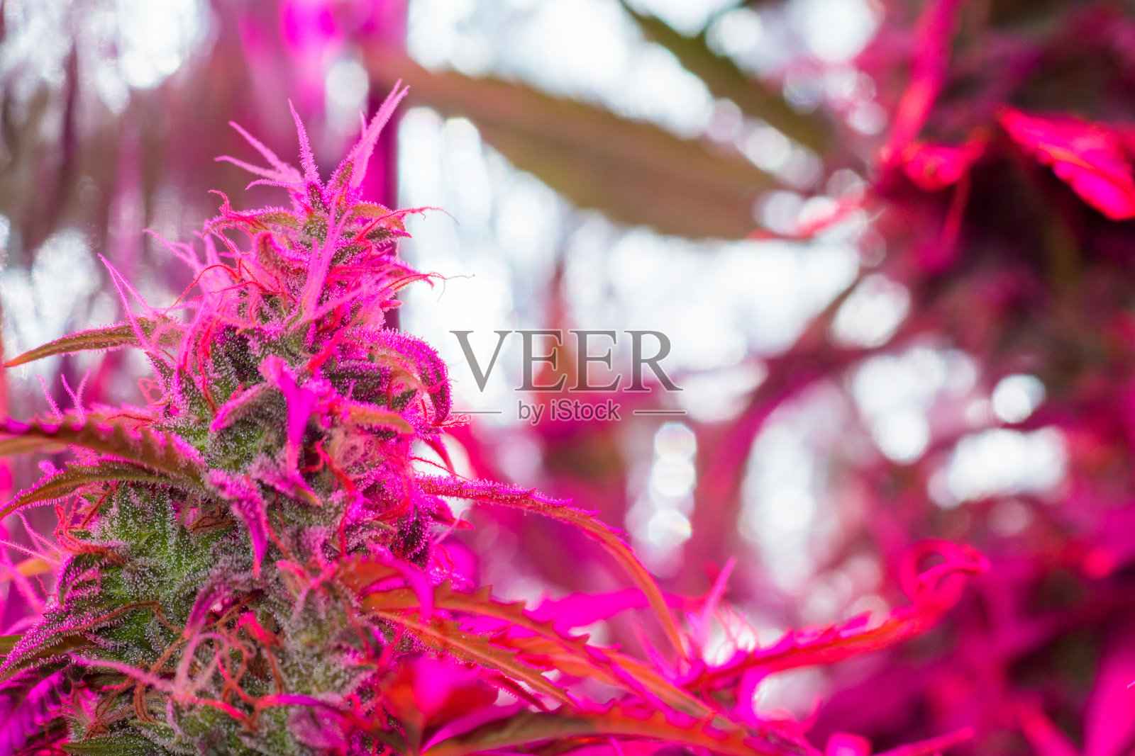 在人造光下种植医用大麻。一个大的大麻芽生长在LED灯下的粉红色灯光调质照片摄影图片