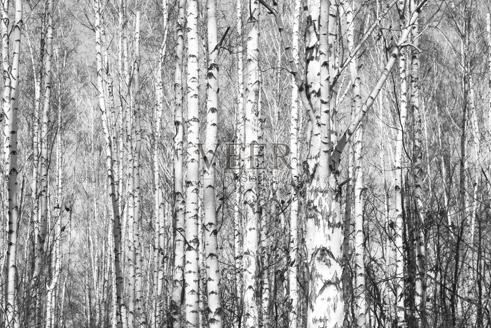 白桦树黑白照片照片摄影图片