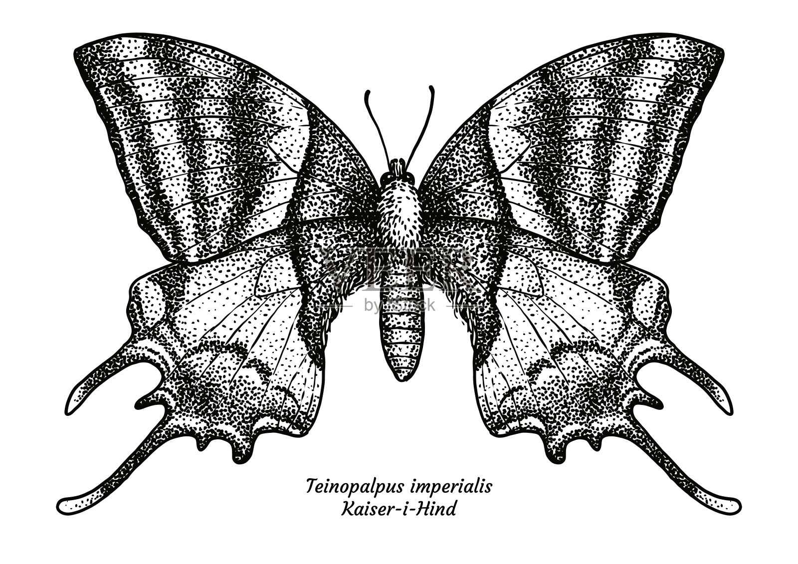 帝王斑凤蝶，帝后皇帝，插图，绘画，雕刻，水墨，线条艺术，矢量插画图片素材