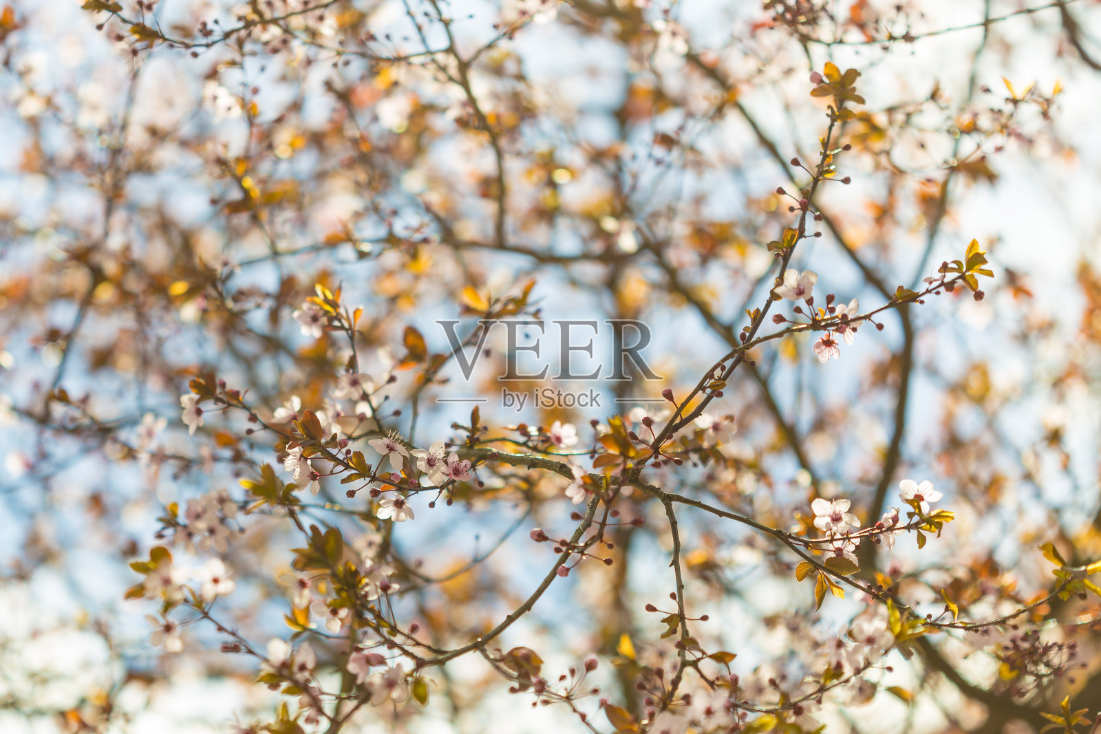 在春天的风景中，许多花朵在树枝上绽放照片摄影图片