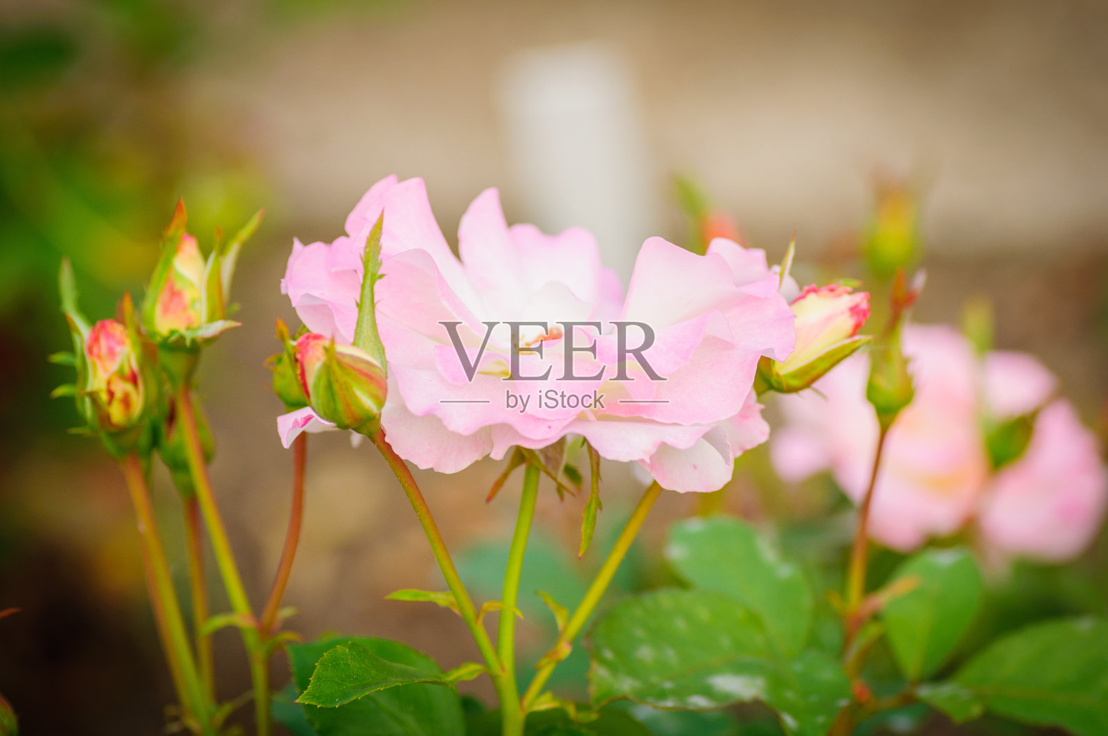 以自然为背景的花园里的粉色玫瑰照片摄影图片