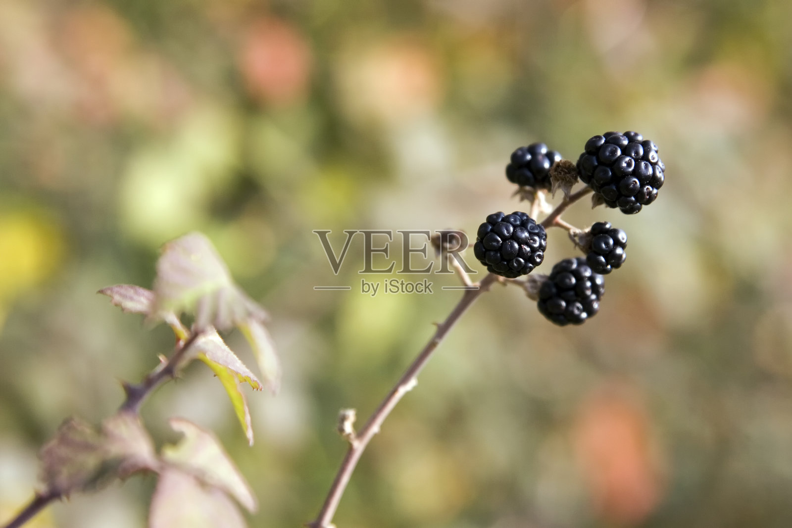 新鲜黑色成熟黑莓照片摄影图片