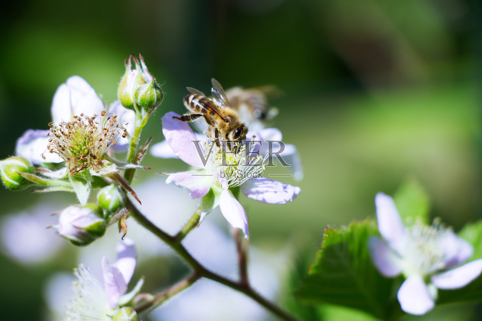 蜜蜂从黑莓的花朵上采集花蜜照片摄影图片