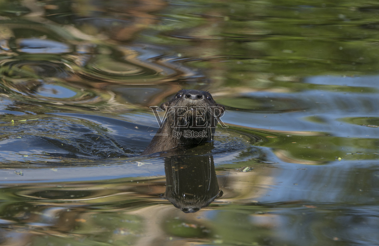 佛罗里达河水獭在佛罗里达中部的奥兰多湿地公园照片摄影图片