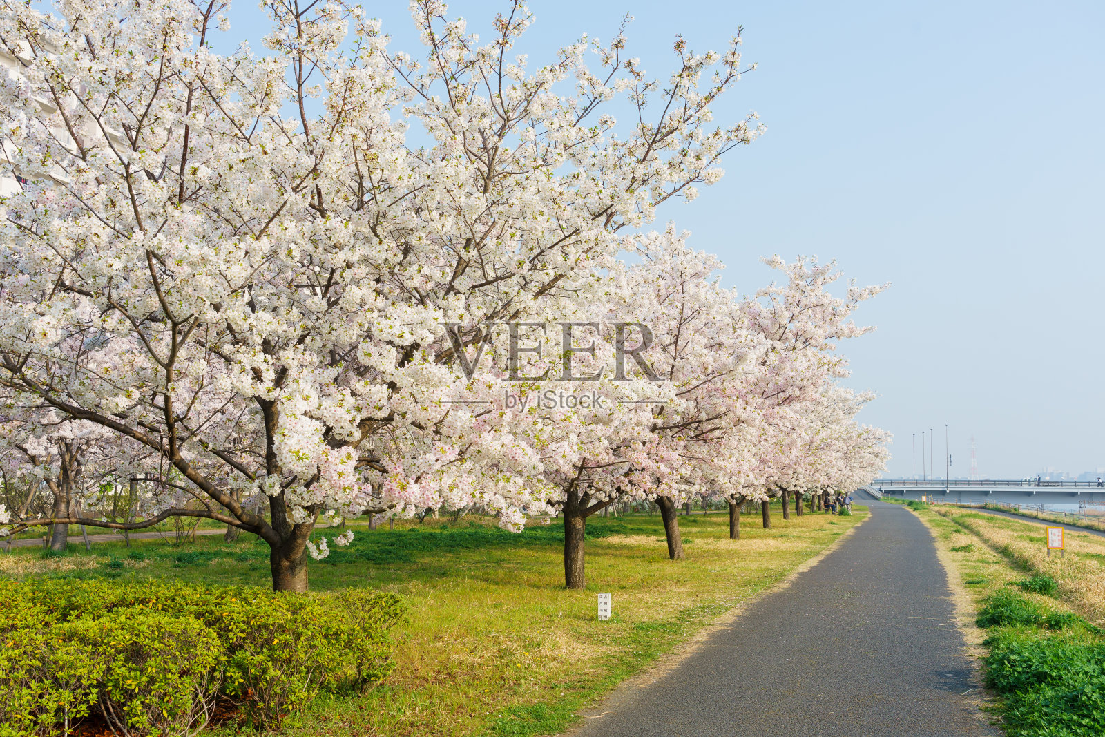 日本的樱花照片摄影图片