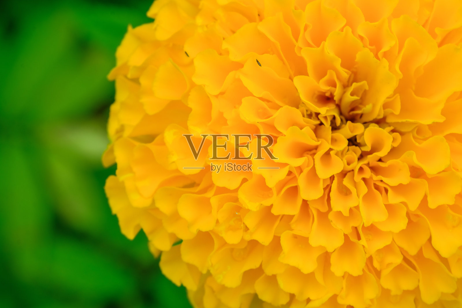 万寿菊树。黄花在花园里盛开。照片摄影图片