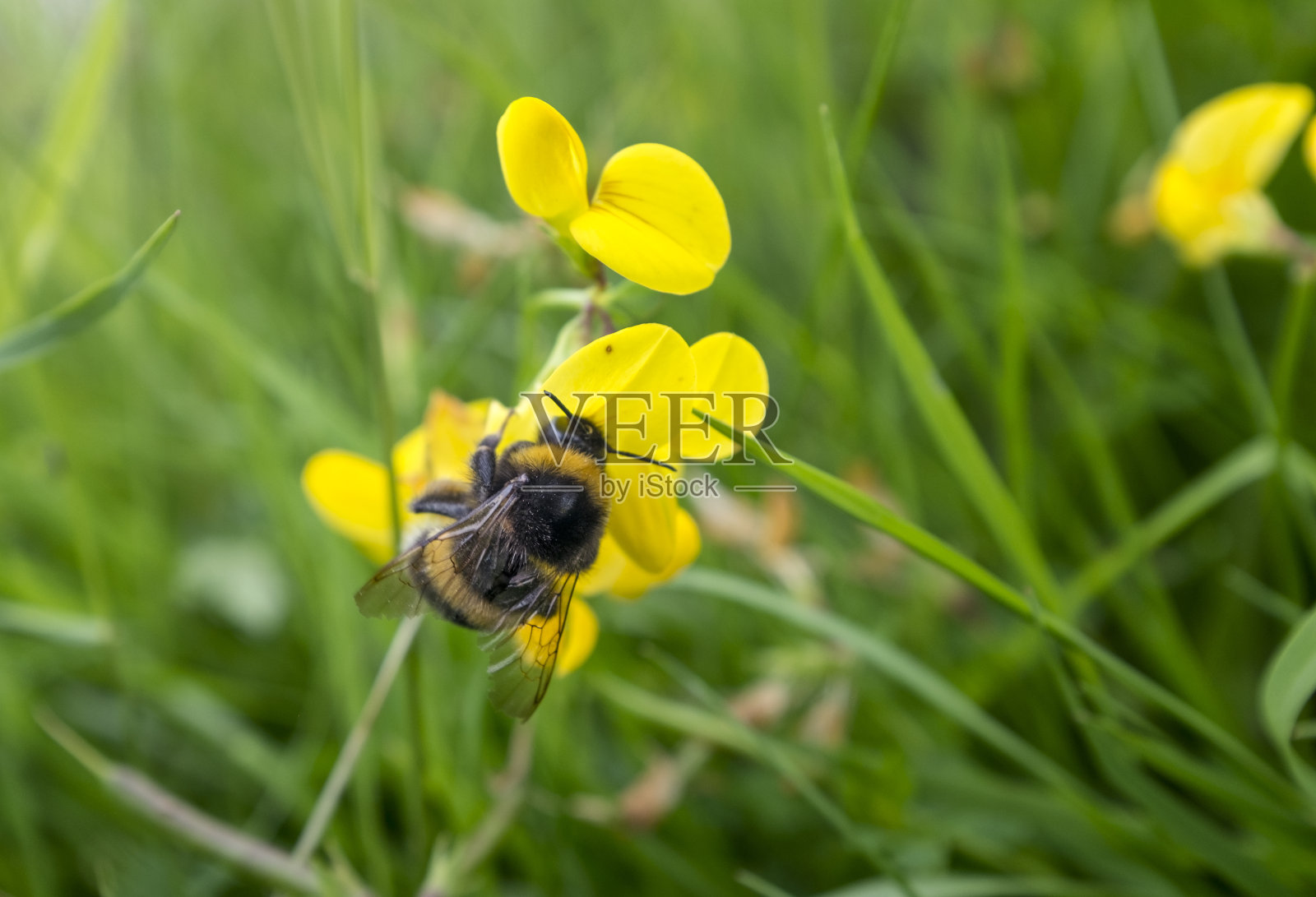 在英国收集花粉的大黄蜂照片摄影图片
