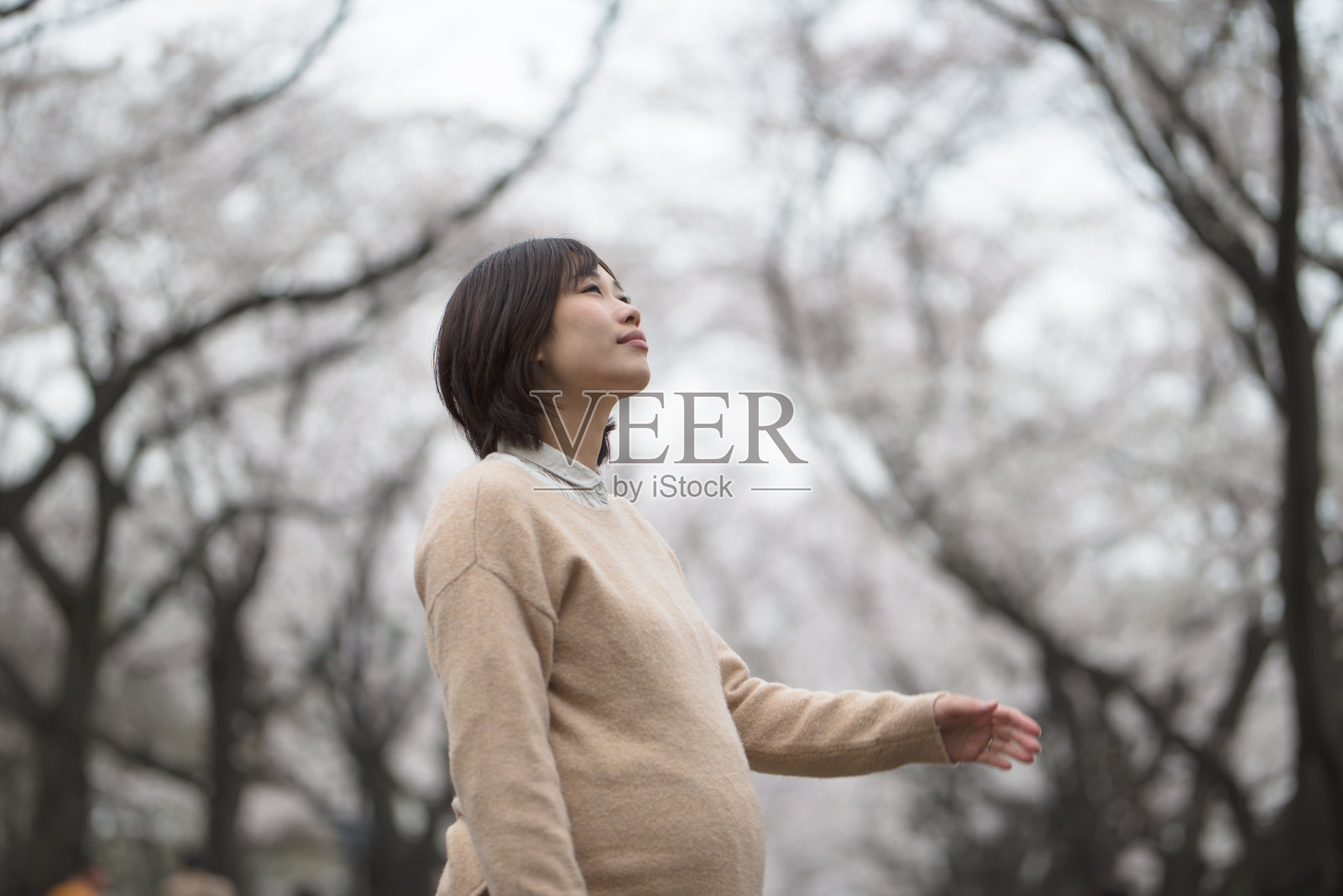 孕妇和樱花照片摄影图片