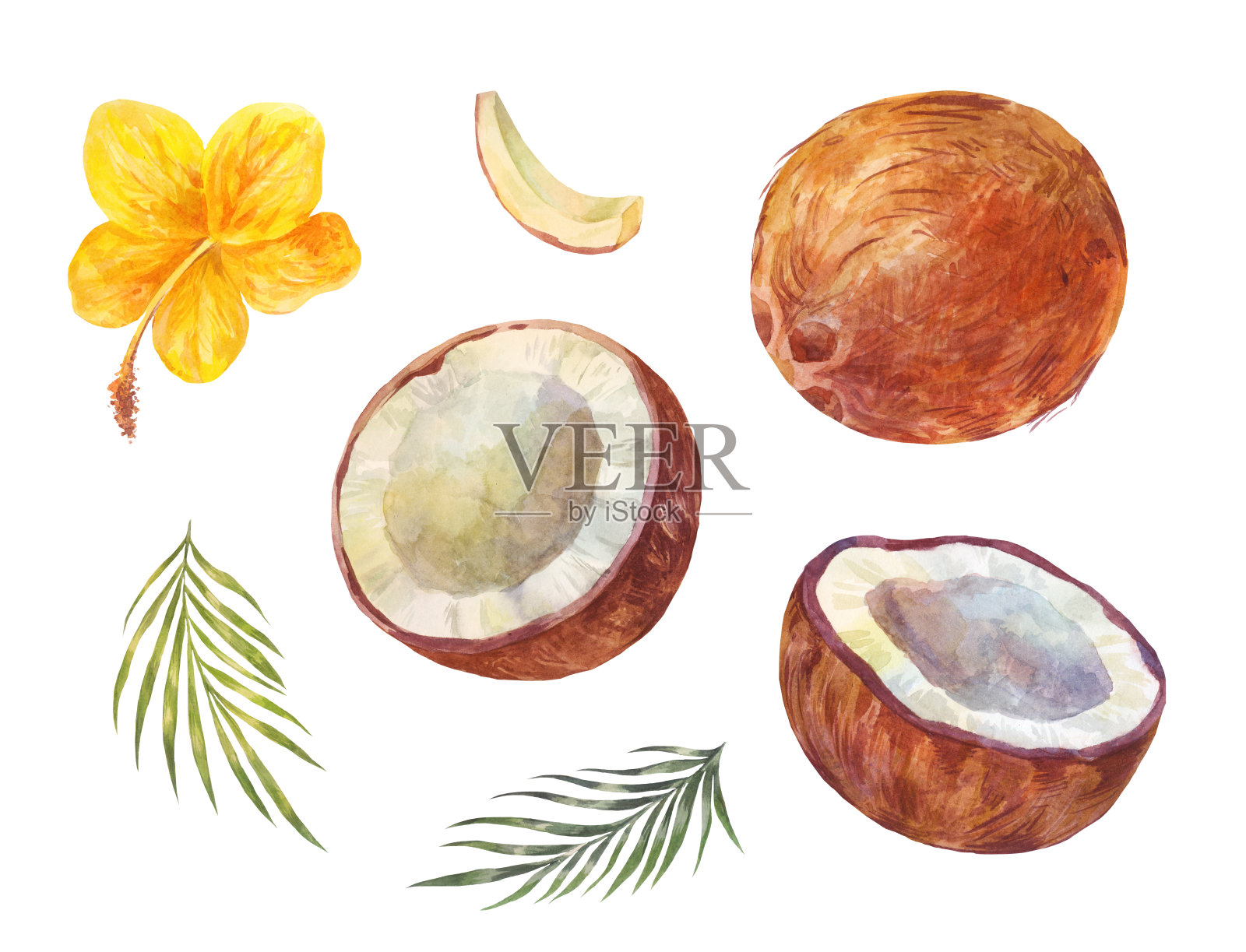 水彩椰子套装，夏季绘画，白色背景分离插画图片素材